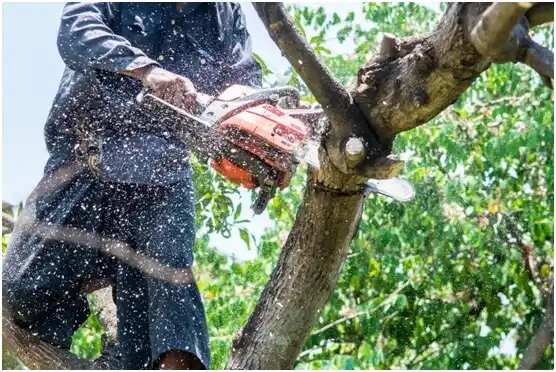 tree services Sturgeon Bay